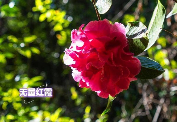 云南新添3个茶花新品种